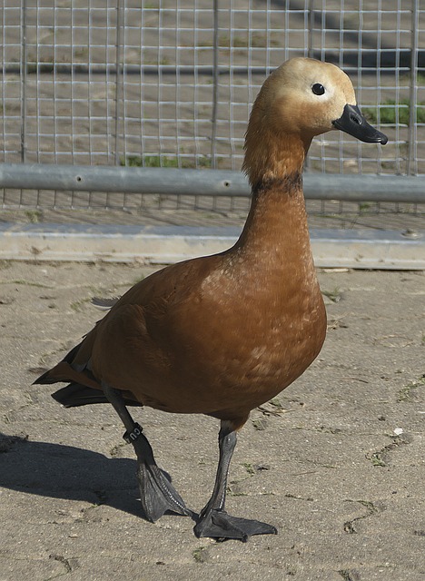 许多青训系